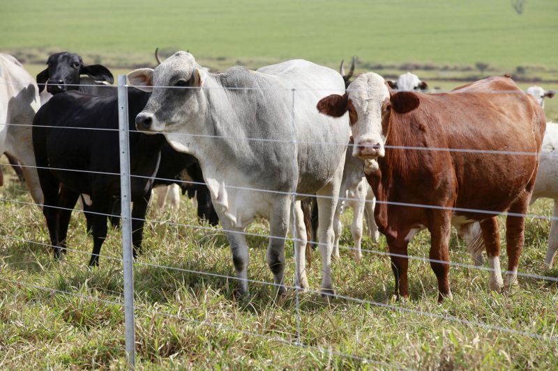 Rural Farm Fence