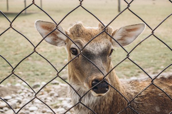 Deer Fence Installation in Joplin