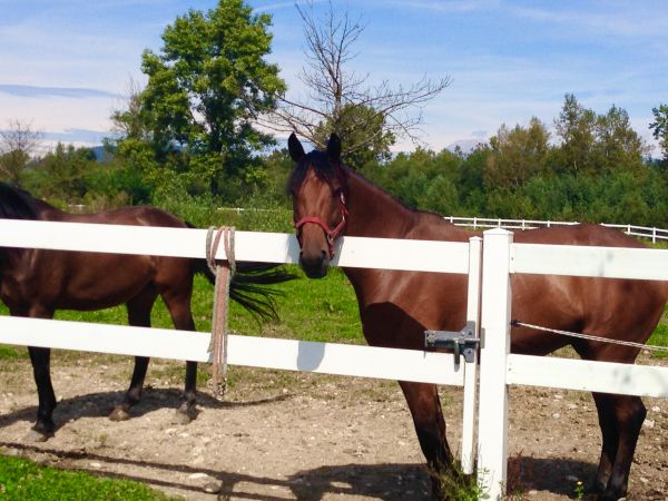 Vinyl Horse Fence Installation in Joplin