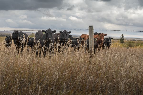 Livestock Fencing Service in Joplin