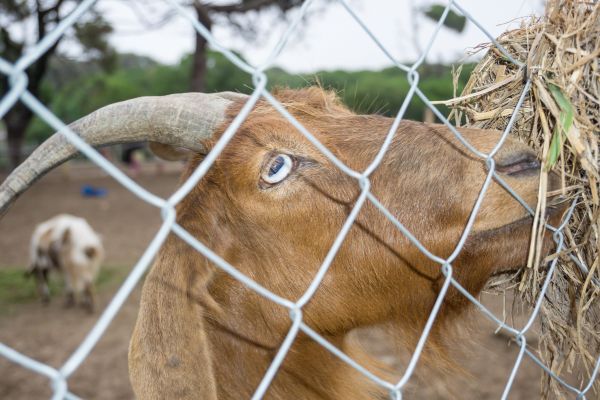 Goat Fence Installation in Joplin