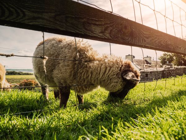 Sheep Fence Installation in Joplin