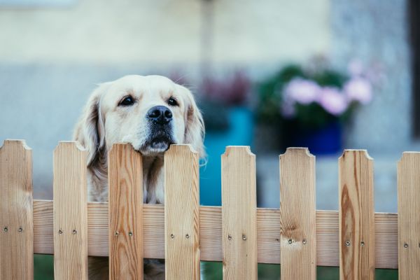 Wooden Dog Fence Installation in Joplin