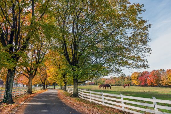 Horse Fence Replacement in Joplin